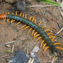 Giant Redhead Centipede