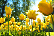 Yellow tulips.