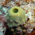 Verongula Sponge