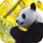 Cover Image of Herunterladen Panda2 Wallpaper 1.0 APK