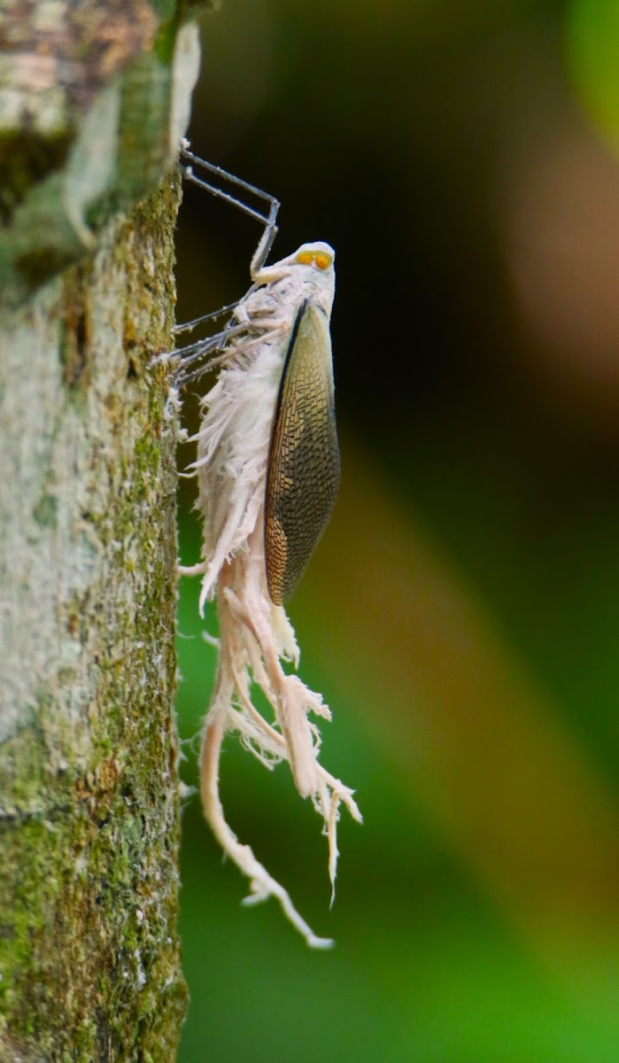 Wax tailed planthopper (Saltamontes succionador  cola de cera.)