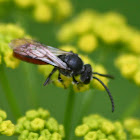 Sphecodes sp.