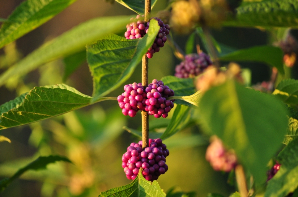 American Beauty Berry