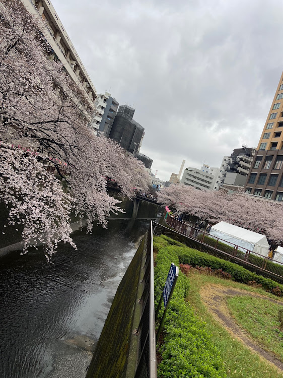 GSの桜・中目黒桜祭り・ドライブ・DIYおじさんに関するカスタム事例の投稿画像3枚目