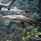 Blacktip reef shark