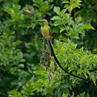 Black-tailed Trainbearer