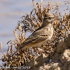 Crested Lark; Cogujada Común