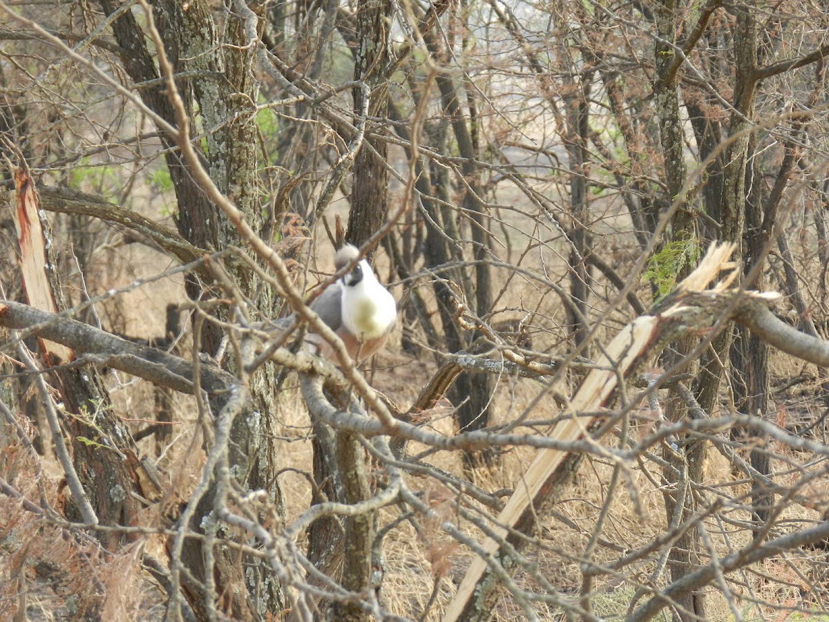 Bare Faced Go-Away Bird