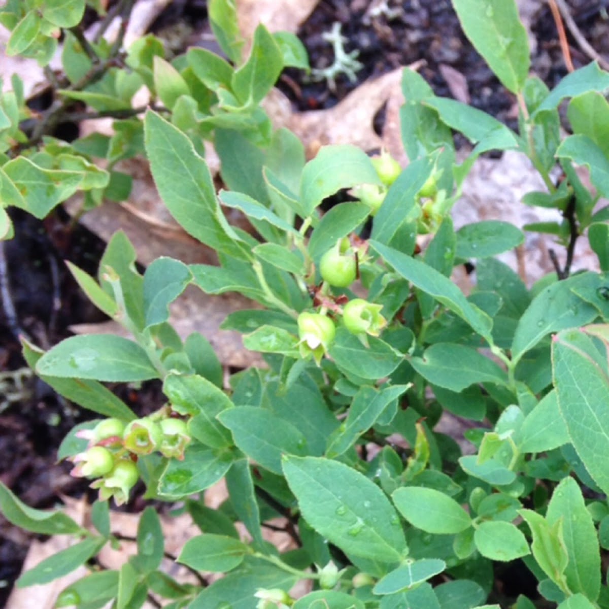 Wild Blueberries