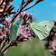 Cabbage White