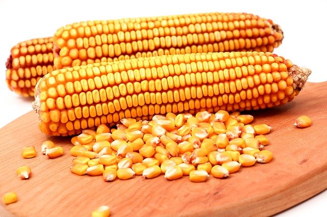 Maize