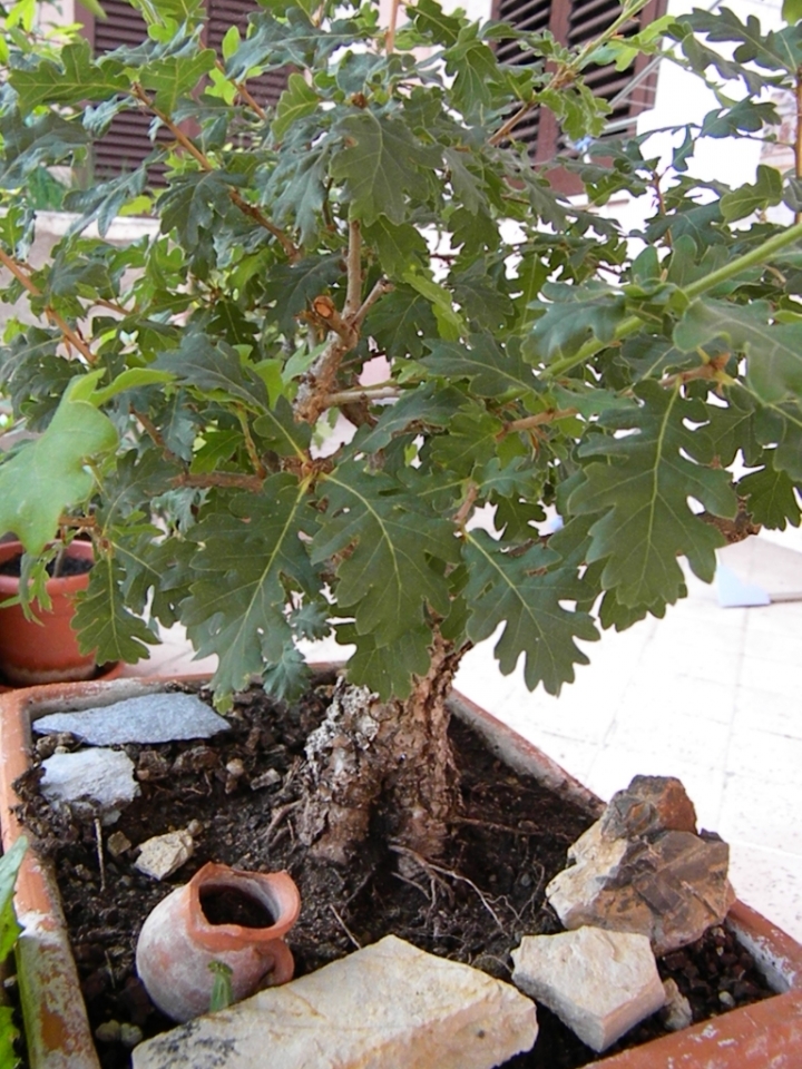 La confusione del piccolo bonsai di delfinocurioso