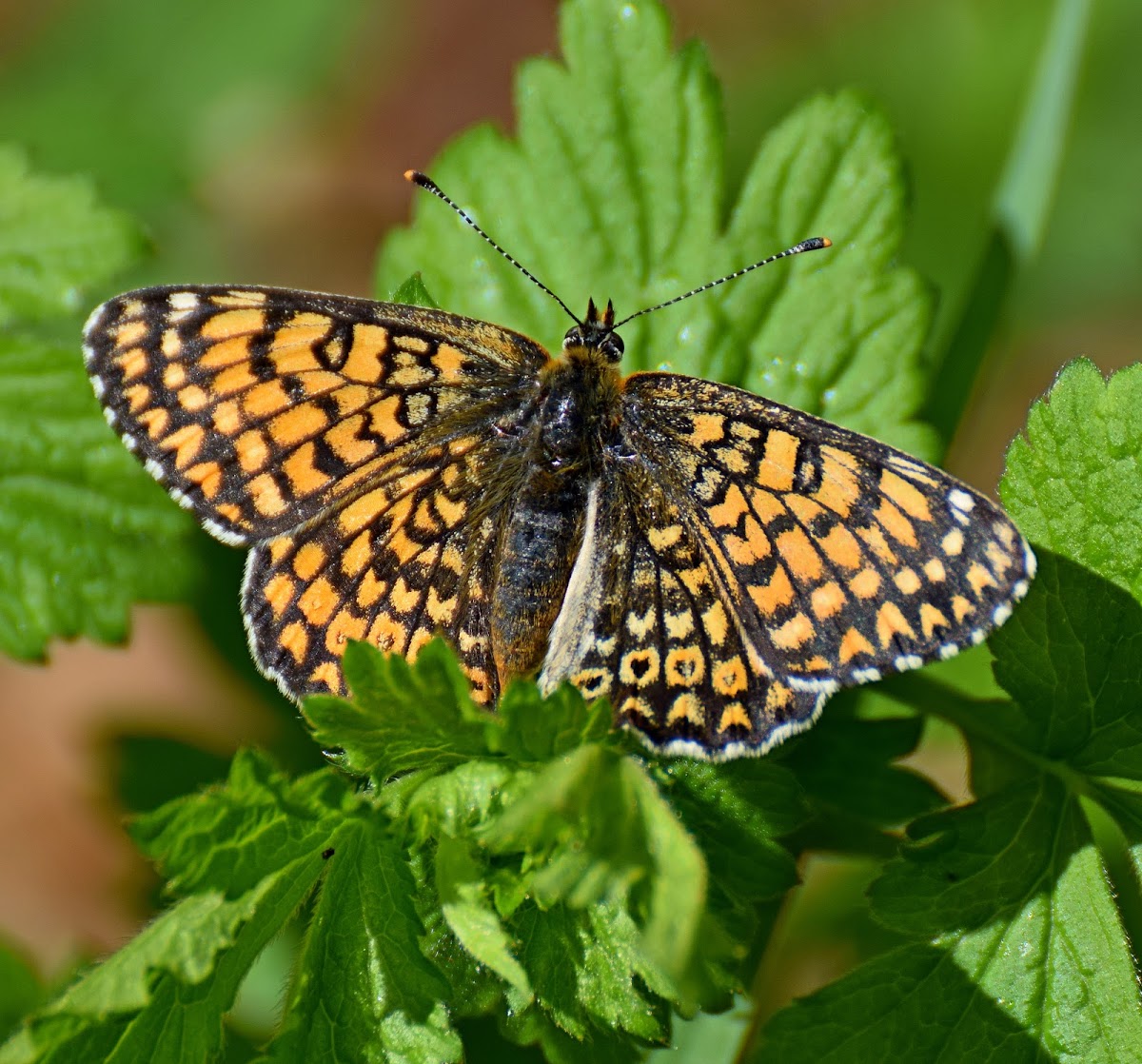 Glanville Fritillary ♀