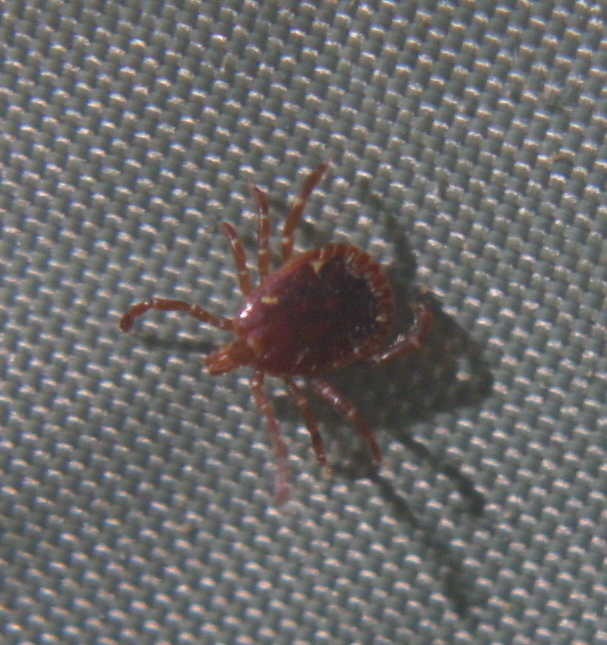 Lone Star Tick, male