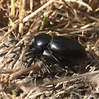 Desert Stink Beetle