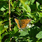 Pearl-bordered Fritillary