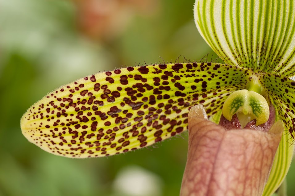 Paphiopedilum sukhakulii 0tWwPDJVKWnRJaqo1z8AiiXwdRt2ZkUFHdUX8F_zrPQpAoBuWVpS7A81T3GOtZyh7IJmXoI6PsQUA49DRMNTVP1e-k5A9sVdNBWhUUArx3-99d8MveqP_MPsGpLAa2TZ8fbYGV_0-hohstt9Ou3-iT9_u_vfY_-ZLiHkpiDGuA-00y0hI0PXAekMw_CuvqAvEdhsg6d_AJIcwfVnwCPxuHcpCWmZDNtSP9RRm43EKXuqLlZvmgkHrRIOTmvKBk6rletPCTP1SRCuUnI1Ht3P5UOT1EXY4FlU1Yi8vfe5kybaF2hgiphv97deKV1BOv8V5zXCmL8baFaDj7jSHFa30Ksv8opEiFvvWn-S536XWXQn4DmGfP2IPJpv-3EzFRriraU_Jp5bqa2lzF3t5pS_E75Vf0rQARHPgEBSQaxX1P-3d7hPN5FlBem2Y4vtWpuHNJULXN2LDPuYMc5Ns_zWkBwNsCCD1NRc2JdTpLsb9_ucCQc6oHtIM-1epOR1PjHx0oB_ZqB_vBzUyECdL-BEWHklVcS28dMuUl4_XoD6QcYj=w956-h635-no