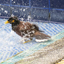 Mynah