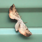 Grey Twisted Moth