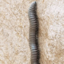 Spanish Millipede