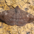 Anticarsia gemmatalis