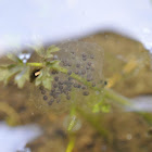 Pacific Tree Frog egg cluster