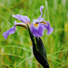 Swamp iris