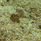 Peacock Flounder