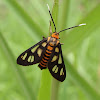 White Antenna Wasp Moth