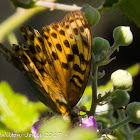 Queen of Spain Fritillary