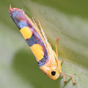 Leafhopper