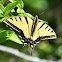 Two-tailed swallowtail