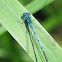 Azure damselfly