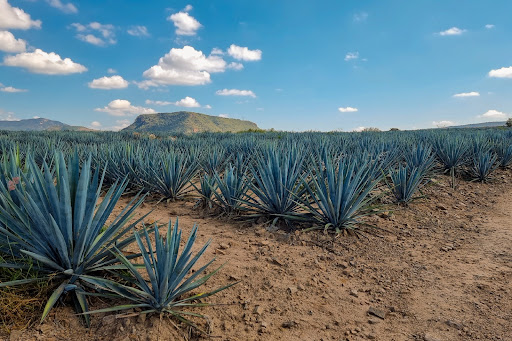 Luxury land for sale in Amatitán (Mexico)