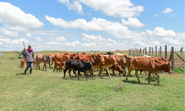 Kone Kilerai, a father of eight, four girls and four boys, adds that livestock has served his family as a food and money source, which pays for his children's school fees.