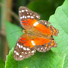 Scarlet Peacock Butterfly