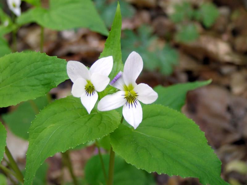 Plant Pollination Strategies