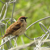 Eurasian tree sparrow