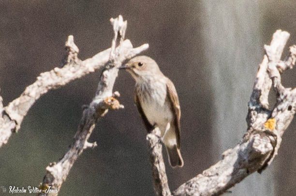 Spotted Flycatcher