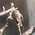 Spotted Flycatcher