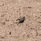 Black Redstart; Colirrojo Tizón