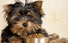 Yorkshire Terrier Wallpapers New Tab small promo image