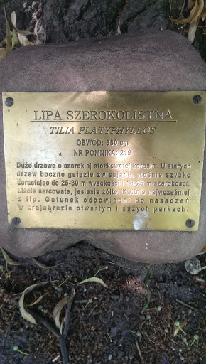 Lipa Szerokolistna - Pomnik Przyrody