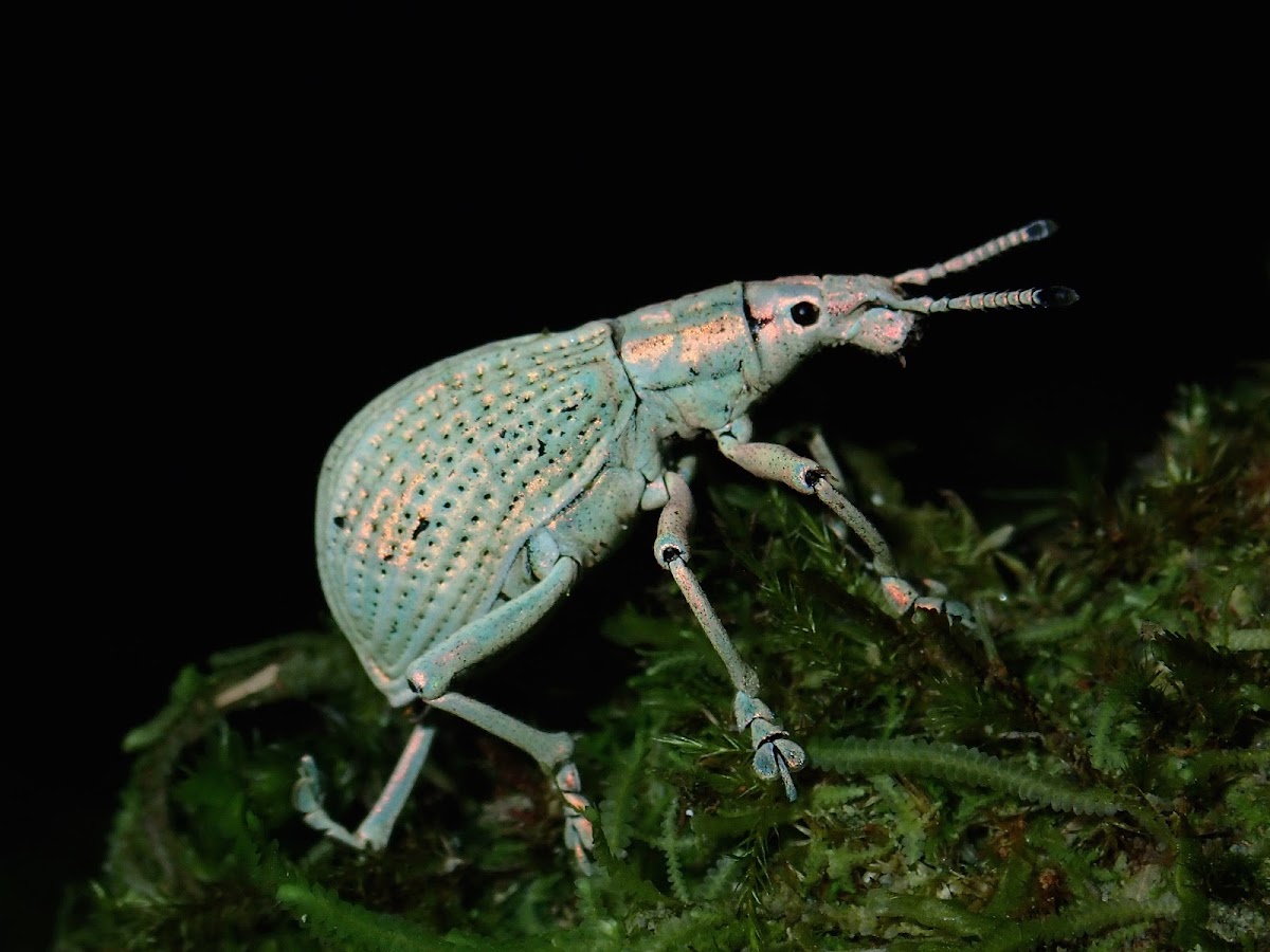 Broad-Nosed Weevil