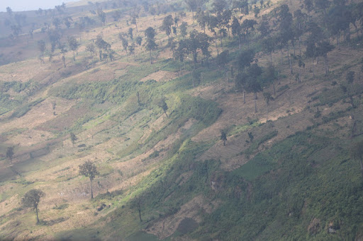 Reclaimed sections of Cheptais Forest which were previously illegal crop plantations. Image: GILBERT KOECH