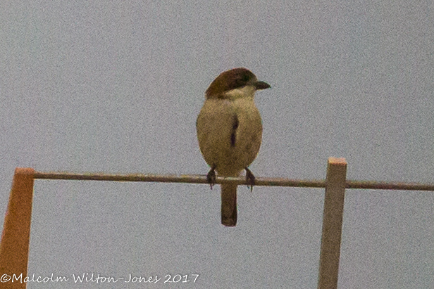 Woodchat Shrike; Alcaudón Real