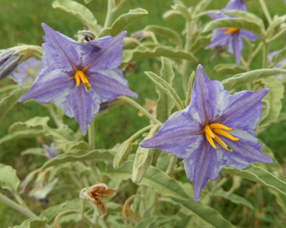 Silver-Leaf Nightshade