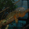 Iguana