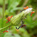 Leaf-Footed Bug (Nymphs)