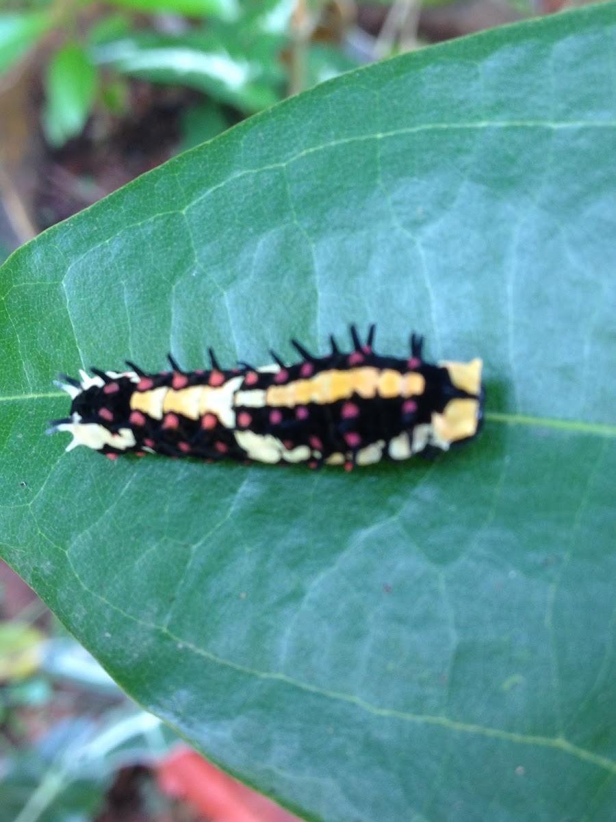 Common Mime Caterpillar